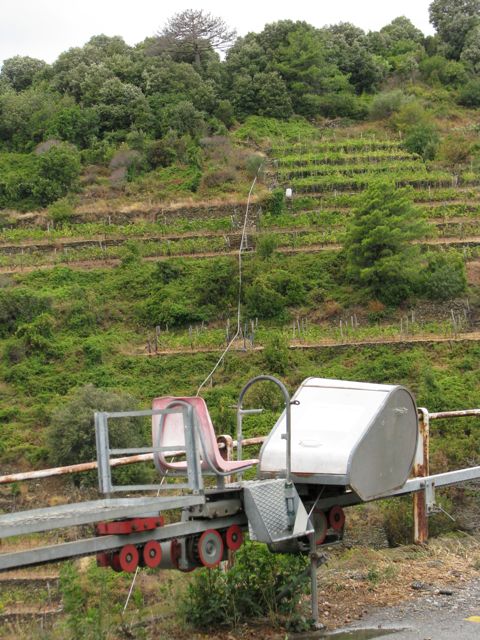 Mechanized grape transporter