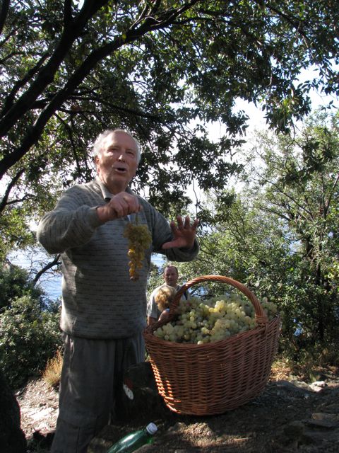 Enterprising grape vendor