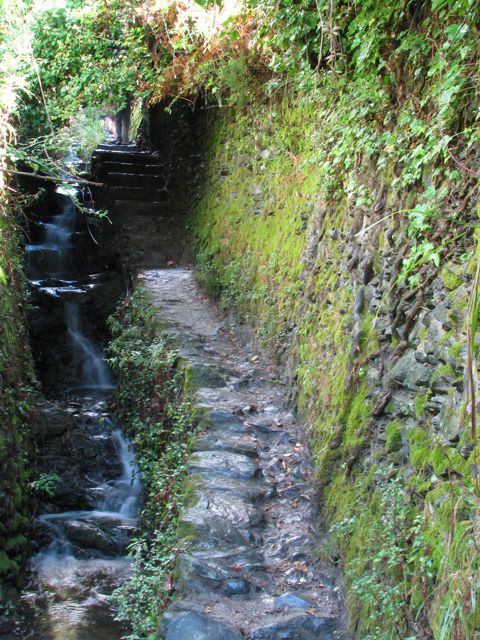 Path throug the vineyards