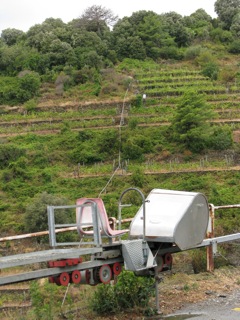 Mechanized grape transporter
