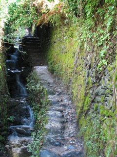 Path throug the vineyards