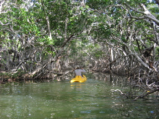 Mangrove Tunnel