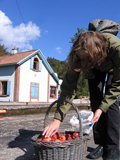 Fresh Apples at Lock 29