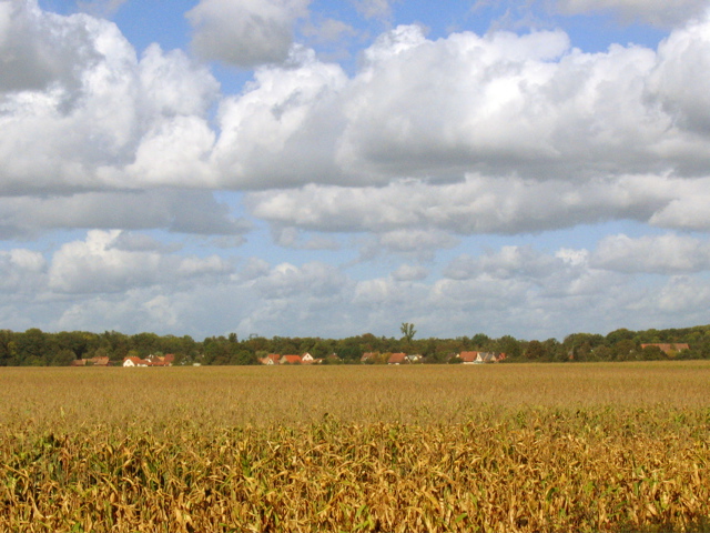 Corn Field