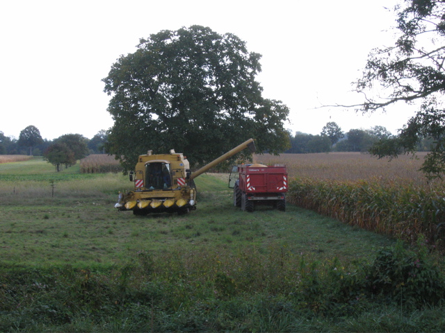 Corn Harvest