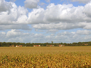 Corn Field