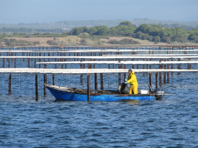 Oyster Beds