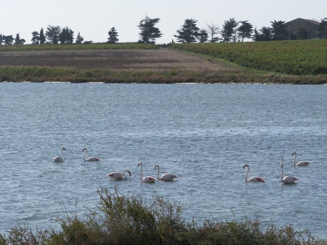 Flamingoes