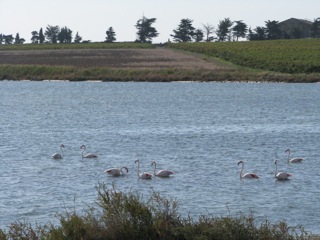 Flamingoes