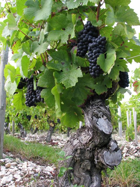 Le Raisin