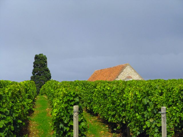 Sancerre Vinyard