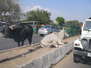 The Delhi "beltway"