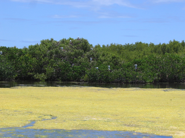 Nesting Frigatebirds