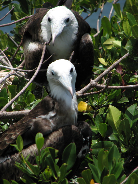 Young Frigatebirds (T)