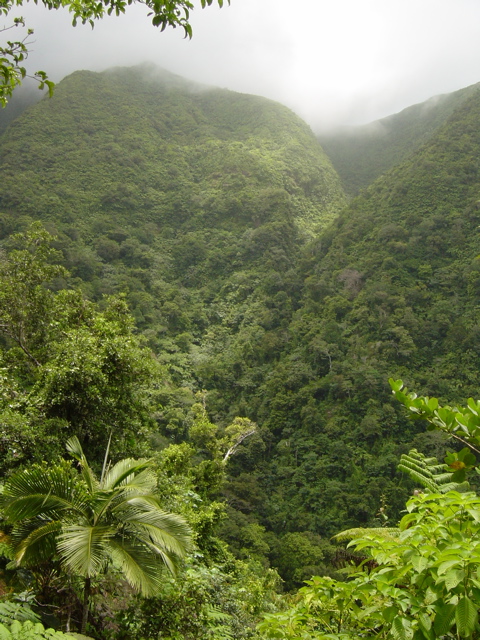 Near the summit (MP)