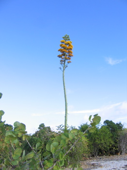 Century Plant in bloom