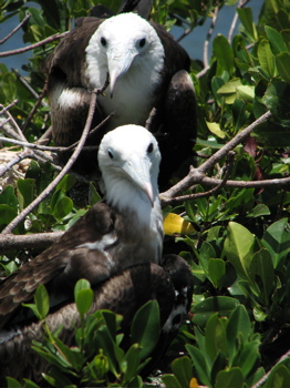 Young Frigatebirds (T)