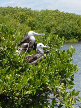 Young Frigatebirds (MP)
