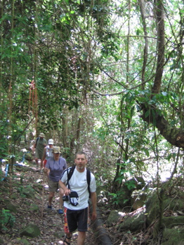 Rain forest hike