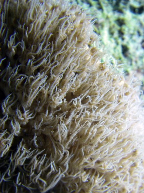Open coral polyps