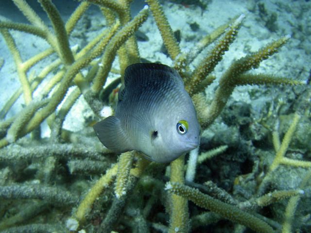 Probably an Angelfish?