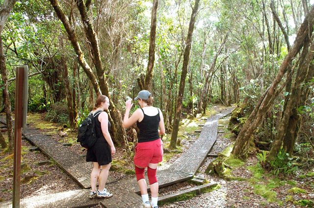 Alakai Swamp Crossroads