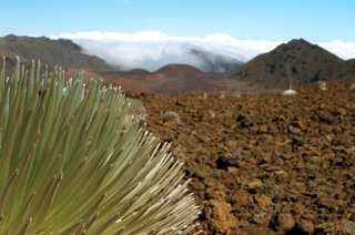 Silversword