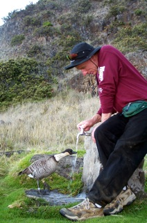 Nene goose gets some water