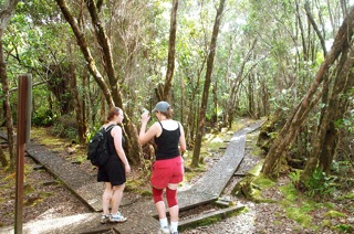 Alakai Swamp Crossroads