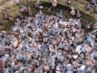 Bucket o snails