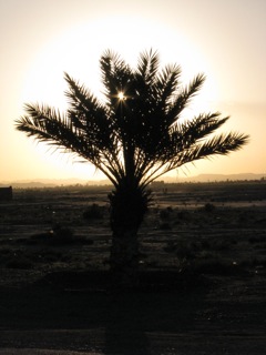 Date palm