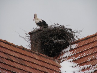 A stork
