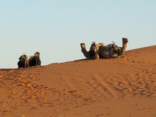 More camels