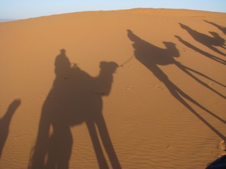 Camel train