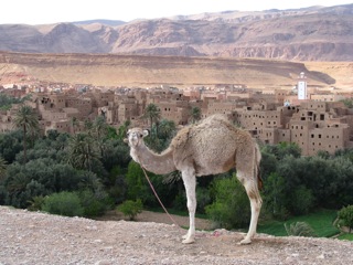 Baby camel (pic by Jan)
