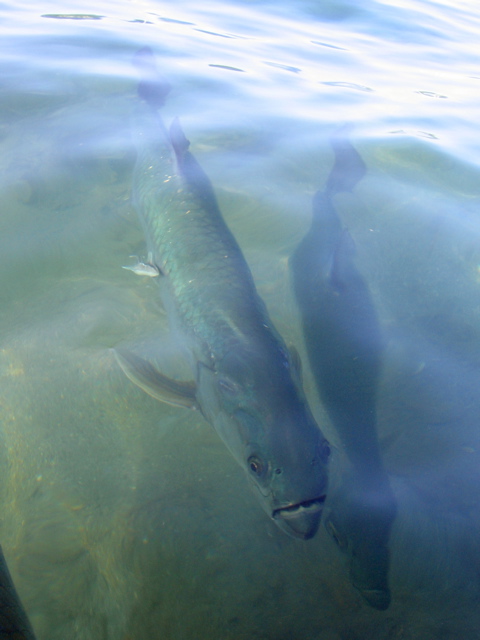 Tarpon