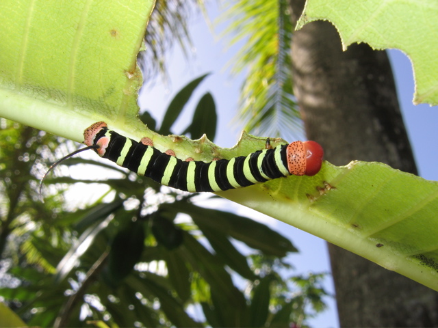 Caterpillar