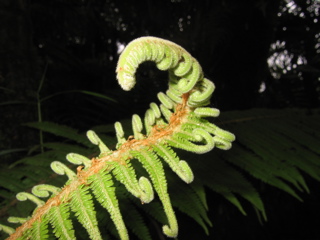 Fern