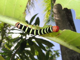 Caterpillar