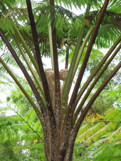 Giant Tree Fern