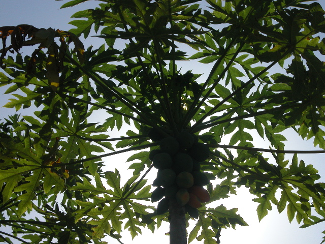 TD_Papayas