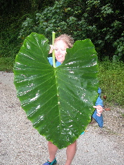 TD_BigLeaf