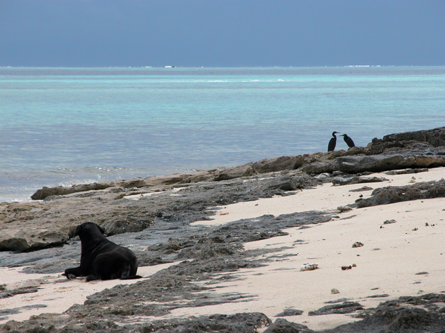 Fifi, the Crab-Killing Dog