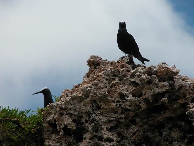 The South Pacific "Seagull"