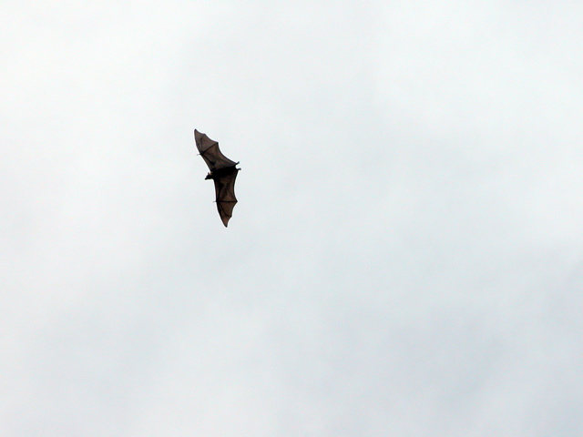 A Tongan Fruit Bat