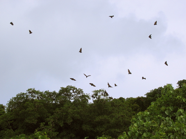 Several Fruit Bats