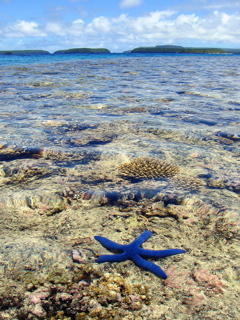 Blue Starfish