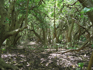 Interior of Maninita