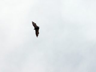 A Tongan Fruit Bat
