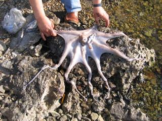 Octopus dinner at Kapi Creek